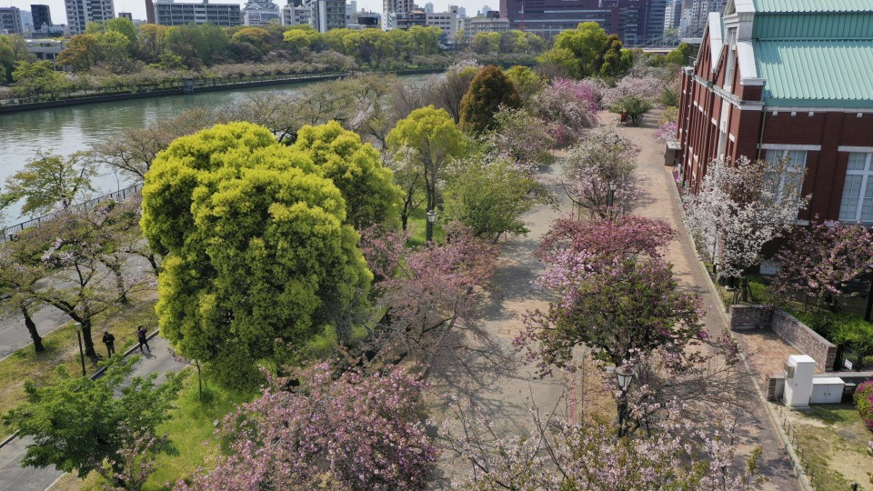 Famous Osaka cherry-blossom lane shut, but drone images available